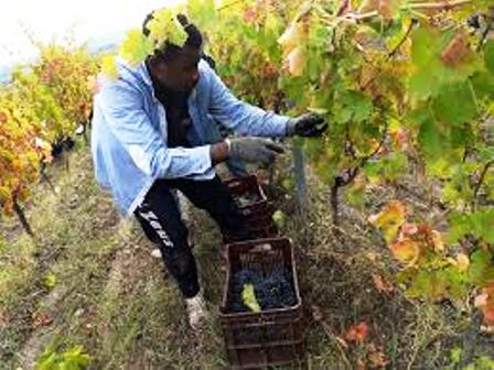 “Accoglienza e Solidarietà”: per la vendemmia, un campo ad Alcamo pro-immigrati